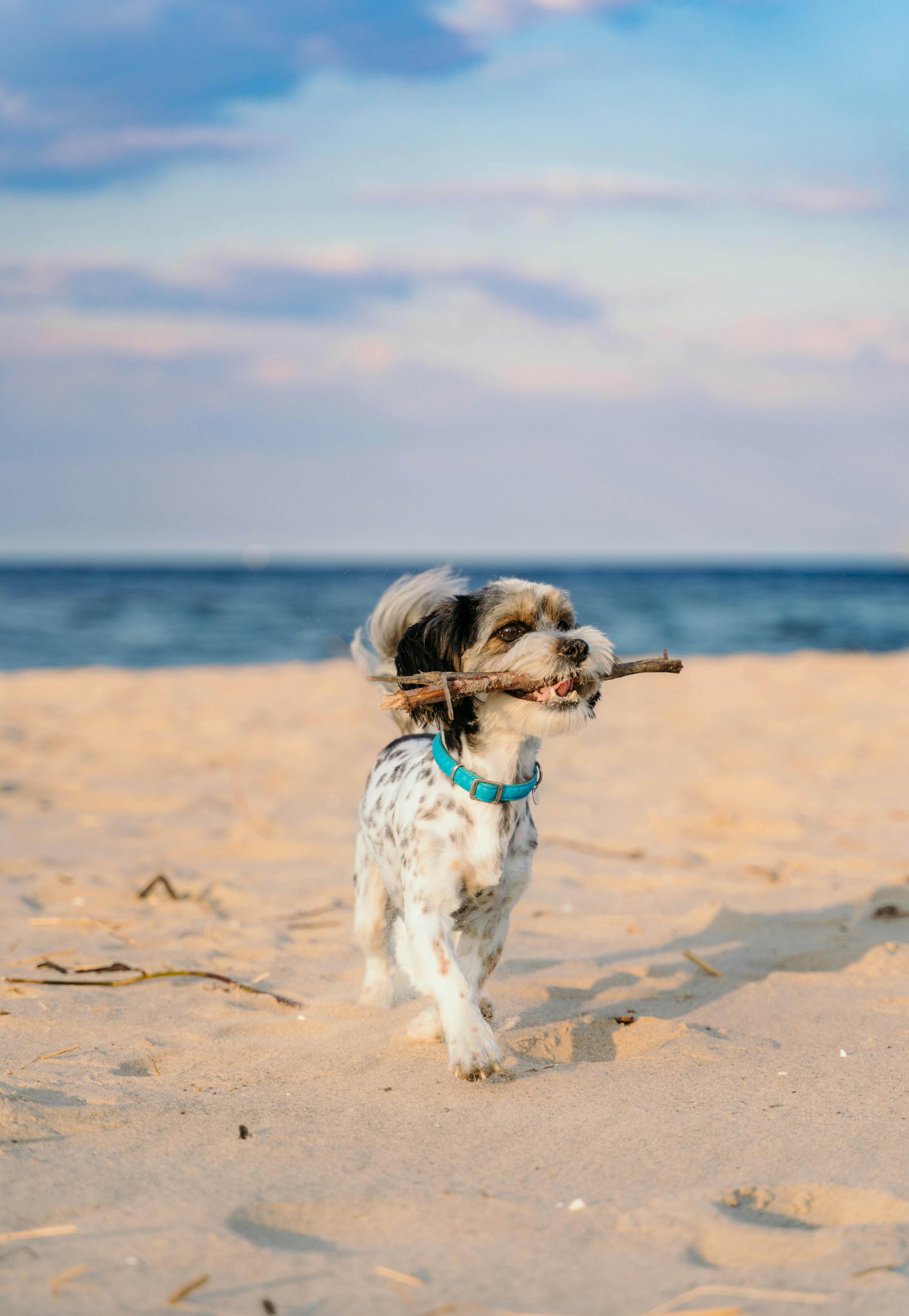 A dog at the beach